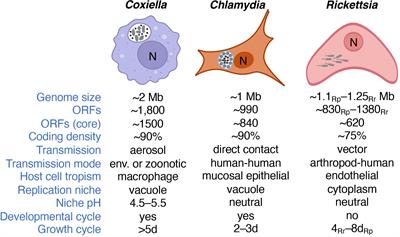 Metabolism and physiology of pathogenic bacterial obligate intracellular parasites